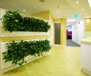 Open plan office kitchen with live plant wall
